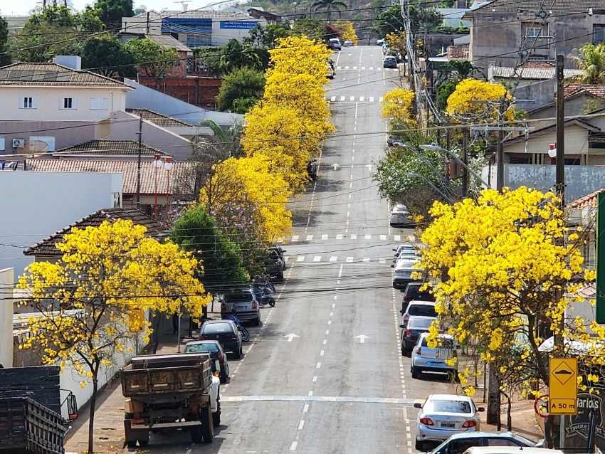 ASSAÍ - A Rua Getúlio Vargas amanheceu vestida de dourado, com o espetáculo da floração dos ipês amarelos