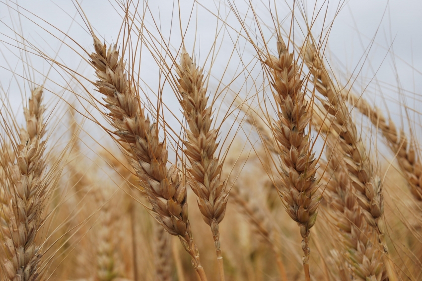 Chuvas são benéficas para produtores de trigo e cevada no Paraná, aponta boletim