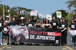 Os milhões de jumentos mortos todos os anos para produzir remédio tradicional