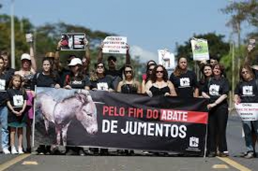 Os milhões de jumentos mortos todos os anos para produzir remédio tradicional