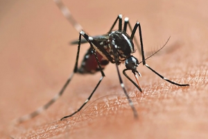 Vacinação contra a dengue é ampliada para mais 102 municípios do Paraná