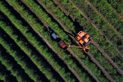 Colheita de 713 mil sacas de café chega a 36% no Paraná; cultura alcança R$ 1,1 bilhão