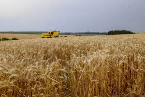 Paraná inicia colheita de 2,6 milhões de toneladas de trigo, principal cultura de inverno