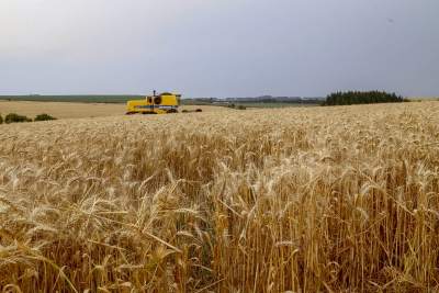 Paraná inicia colheita de 2,6 milhões de toneladas de trigo, principal cultura de inverno