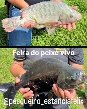 ATENÇÃO ASSAÍ E REGIÃO...!!! Estância Félix está com a Feira do Peixe.