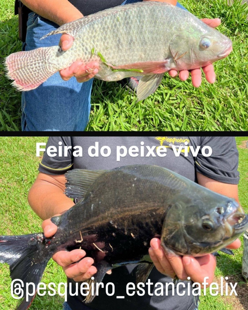 ATENÇÃO ASSAÍ E REGIÃO...!!! Estância Félix está com a Feira do Peixe.
